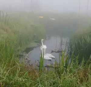 Pat 05 Gedesorienteerd in de mist